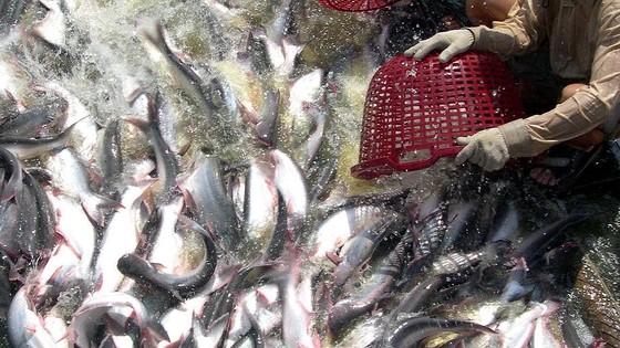 Giá cá tra ĐBSCL tăng cao kỷ lục