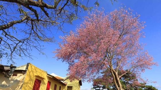 Mai anh đào đua nhau khoe sắc khắp Đà Lạt