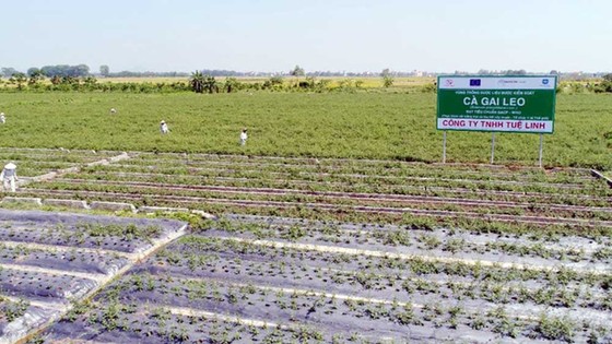 Tan biến nỗi lo phải chữa bệnh bằng "rác thuốc" khi đã có những chỉ dấu về dược liệu an toàn của EU