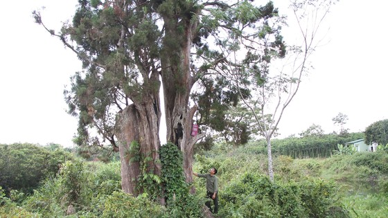 Bảo tồn báu vật của đại ngàn