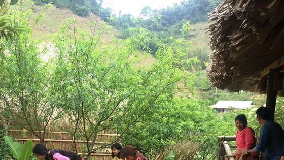 Du khách tham quan, trải nghiệm trồng hoa hồng tại A Chu Homestay