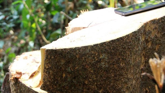 Hơn 20 cây gỗ lớn bị đốn hạ tại rừng phòng hộ Sông Tranh
