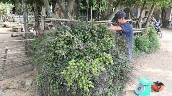 Cau trúng mùa, được giá