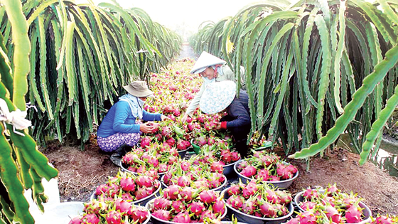 Xuất khẩu vào thị trường Hàn Quốc: Cửa rộng nhưng khó lọt