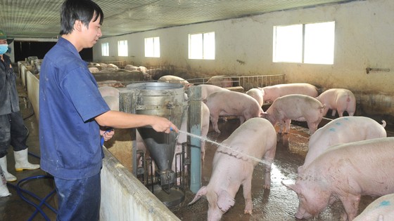 Nuôi heo VietGAP tại Công ty Vissan. Ảnh: CAO THĂNG