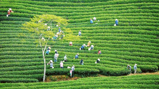 Khám phá vùng trà gần 100 năm tại Đà Lạt