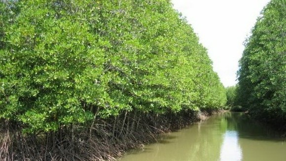 Coastal forests in Ca Mau province’s Ngoc Hien district (Photo: VNA)