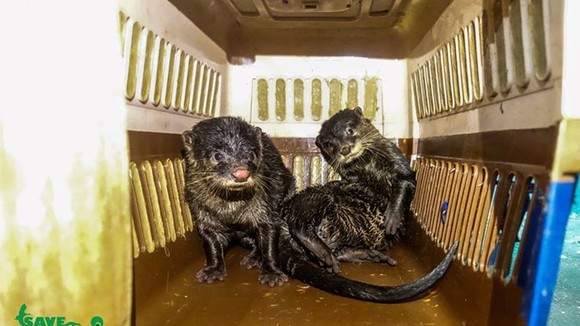 Ten Asian small-clawed otters (Aonex cinerea) are rescued from illegal traders by the Save Vietnam’s Wildlife (SVW) in Nam Dinh. (Photo: SVW)