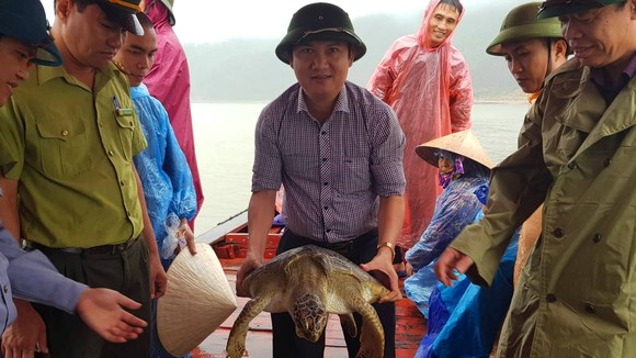 Con rùa biển nặng 22kg