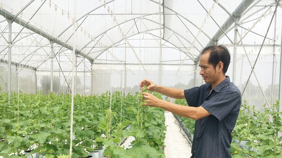 Trồng dưa lưới trong nhà màng giúp cho sản phẩm đảm bảo vệ sinh an toàn thực phẩm. Ảnh: THANH HẢI