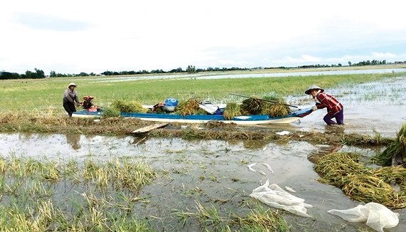 Nông dân vùng đầu nguồn An Phú (tỉnh An Giang) thu hoạch lúa chạy lũ