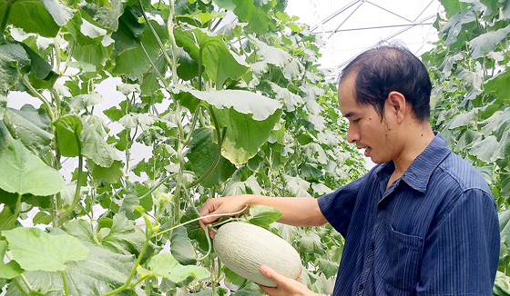 Trồng dưa lưới bằng công nghệ cao mang lại hiệu quả kinh tế cho người trồng ở TPHCM