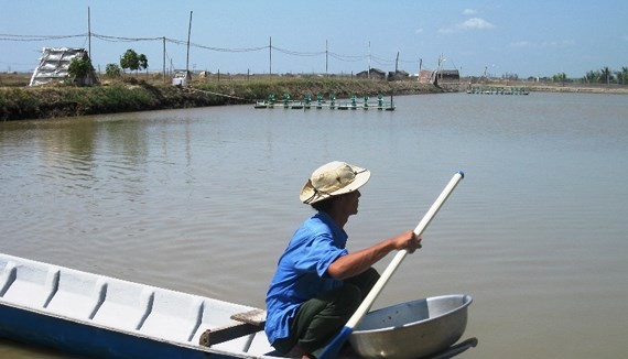 A shrimp pond in the Mekong delta (Photo: SGGP)