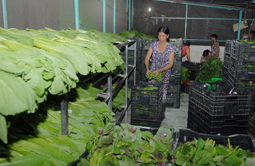 Vegetable cultivation in HCM City’s Cu Chi district has helped reduce poverty in the area (Photo: VNA)
