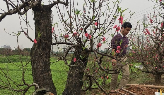 The plum and cherry blossoms are in good harvest which made farmers so excited.
