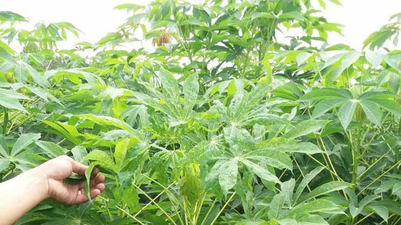 57ha khoai mì của nông dân Quảng Ngãi bị bệnh khảm lá
