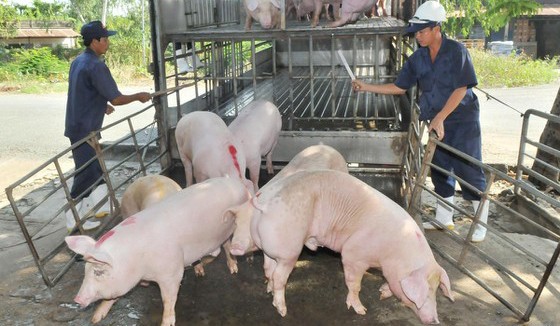 TPHCM giám sát chặt chẽ nguồn heo đưa vào thành phố. Ảnh: THÀNH TRÍ