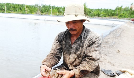 Shrimps, the key export product, have not showed their full potential (Photo:SGGP)