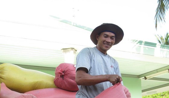 The prices of paddy go up in Mekong Delta provinces. (Photo: SGGP)