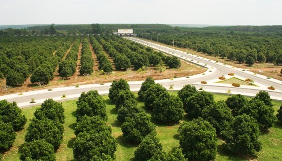 A 120 hectare jackfruit farm of Vinamit Company in Phu Giao district, Binh Duong province (Photo: SGGP)