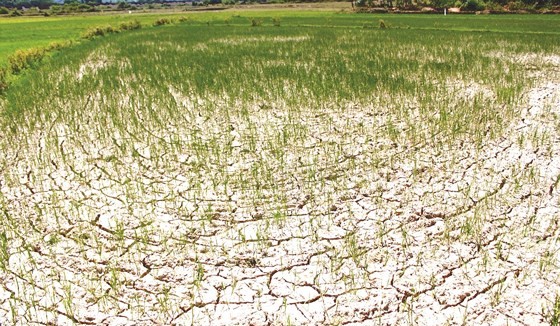 A chapped rice field in Quang Tri province (Photo: SGGP)