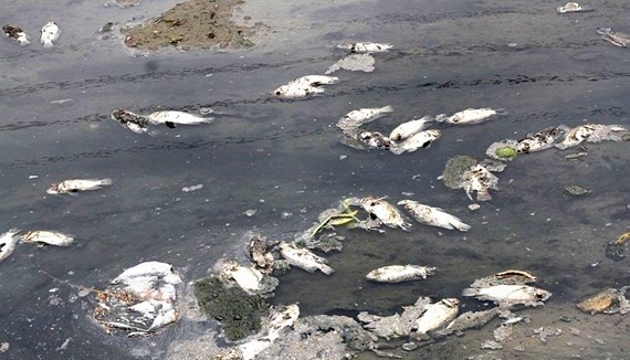 Dead fish floating on To Lich river