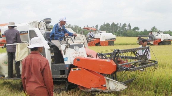 Nông dân ĐBSCL thu hoạch lúa đông xuân