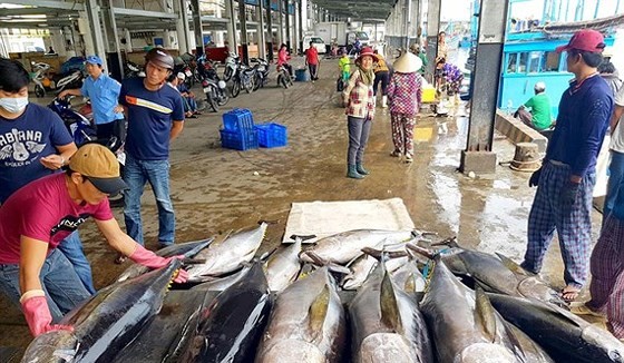 Ngư dân Khánh Hòa khai thác cá ngừ đại dương xuất khẩu