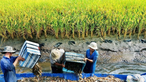 Mô hình sản xuất tôm lúa thích ứng với biến đổi khí hậu ở ĐBSCL. Ảnh: PHAN THANH