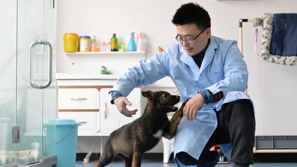 Chú chó nhân bản vô tính Kunxun tương tác với một nhà nghiên cứu ở Bắc Kinh, Trung Quốc, ngày 22-2. Ảnh: CHINA DAILY