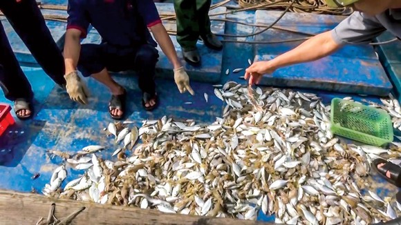 Thủy sản - Đừng chủ quan xuất xứ, môi trường