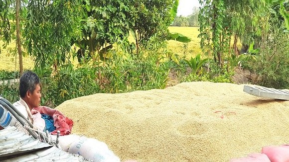 Lúa gạo ùn ứ, vẫn muốn tăng sản lượng?