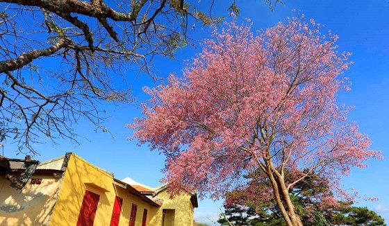 Cherry blossoms are blooming in Da Lat. (Photo: Sggp)