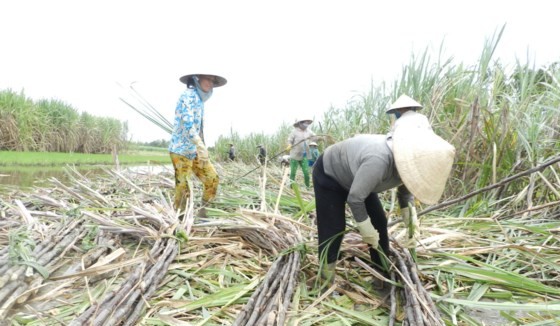Trồng mía ở huyện Phụng Hiệp, Hậu Giang