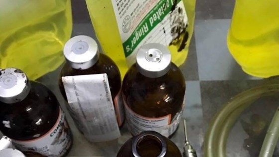 Food safety watchdog decides to destroy 3,700 sedative-injected pigs