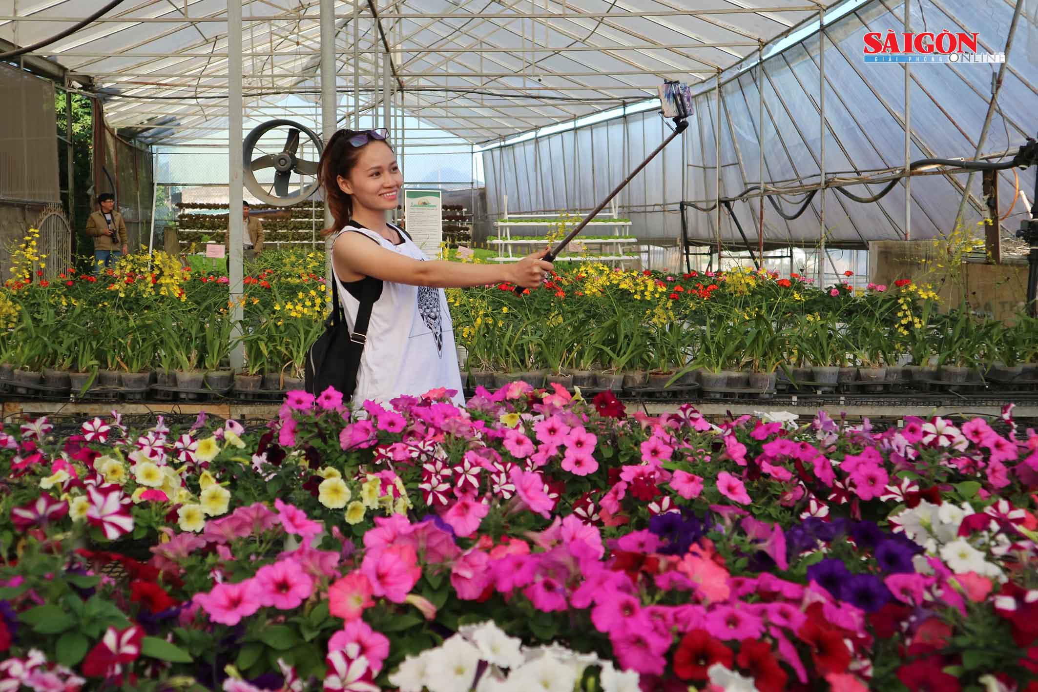 Nông trại Đà Lạt thu nhỏ trong “hộp xanh“ Nông trại Đà Lạt thu nhỏ trong “hộp xanh“