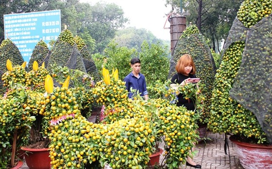 Người dân TPHCM tất bật lựa hoa kiểng đón Tết ảnh 2
