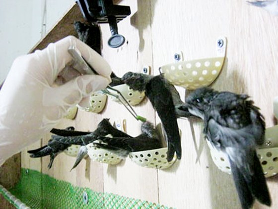 Đầu tư khoa học kỹ thuật phát triển nghề nuôi yến ảnh 1