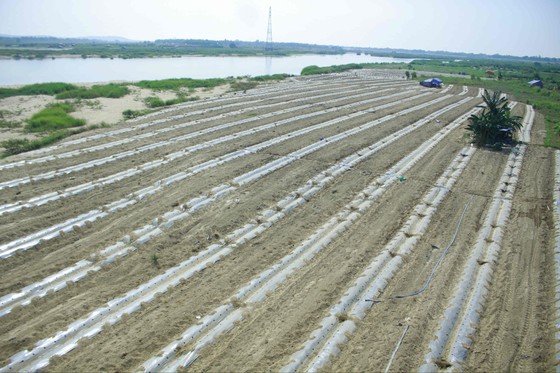 Sau “giải cứu”, nông dân Quảng Ngãi tiếp tục xuống vụ dưa hè “nội địa” ảnh 1