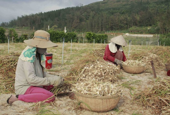 Quảng Ngãi: Tồn đọng hơn 280 tấn tỏi Lý Sơn, nông dân gặp khó ảnh 1