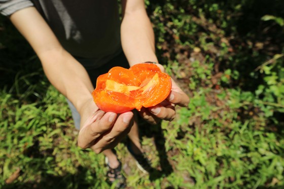 Rộn ràng mùa trái hồng ở Đà Lạt ảnh 10