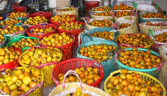 Rộn ràng mùa trái hồng ở Đà Lạt ảnh 12