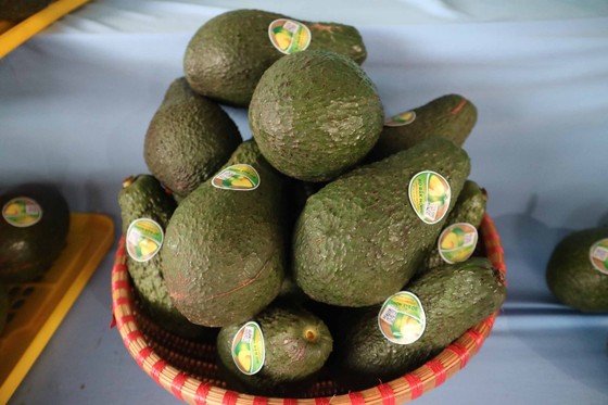 Bơ “khủng” hội tụ tại Đắk Nông ảnh 6
