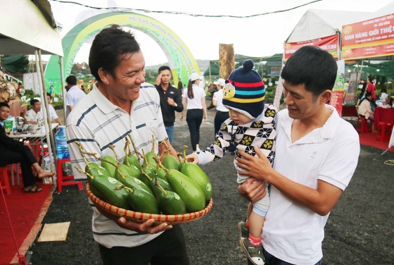 Bơ “khủng” hội tụ tại Đắk Nông ảnh 9