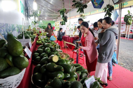 Bơ “khủng” hội tụ tại Đắk Nông ảnh 1