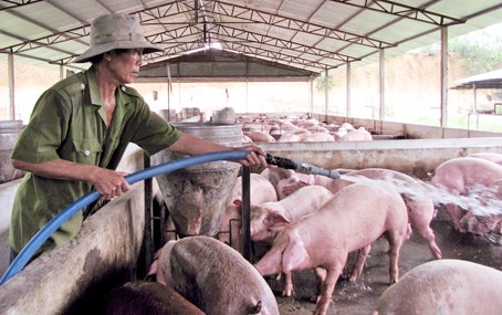 Giá thịt heo 'nhảy múa', Bộ trưởng Bộ NN-PTNT trình Quốc hội dự án Luật Chăn nuôi ảnh 2