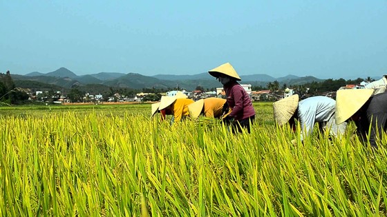 Nông thôn "lột xác" sau 10 năm có "tam nông" ảnh 1