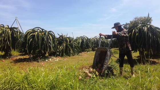 Vừa đổ bỏ vì không bán được, trái thanh long bắt đầu nhích giá ảnh 4