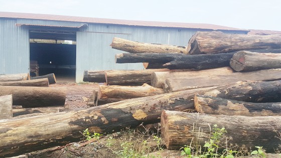 Truy nã em trai trùm gỗ lậu Phượng “râu” ảnh 1