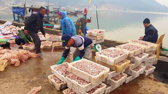 Nhiều ngư dân Bắc miền Trung tiếp tục trúng đậm cá trích, cá cơm biển ảnh 2
